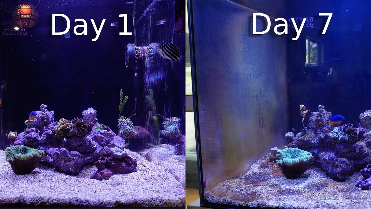 Picture of Tips for Beating Algae in a Reef Tank (Beginners Guide) - YouTube