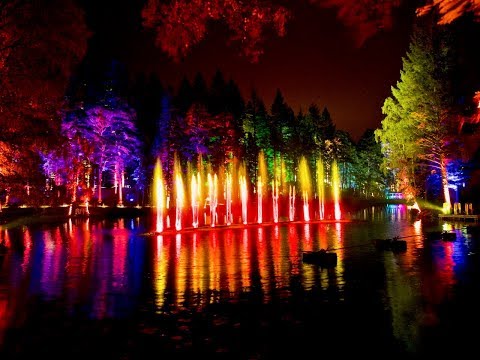 The Enchanted Forest