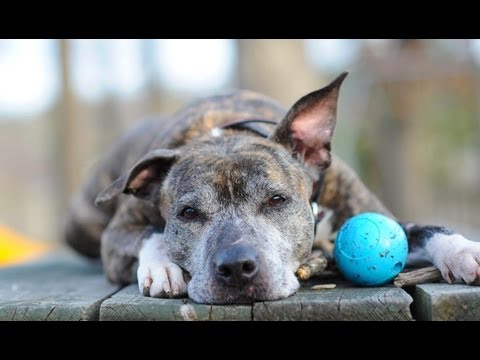 From Homelessness to Happiness : A Shelter Dog Finds Love