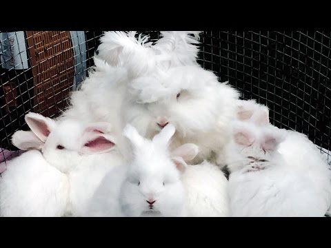 Βίντεο: Holland Lop