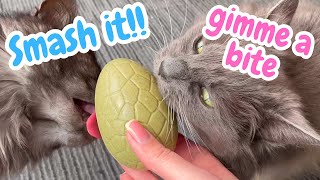 cats FIRST easter EGG