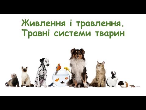 Живлення і травлення. Різноманітність травних систем тварин