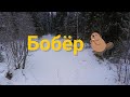 Нашли огромного бобра!