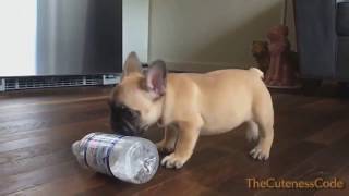 Puppies vs Water Bottles Compilation 2018 [NEW] by TheCutenessCode 285 views 5 years ago 2 minutes, 43 seconds