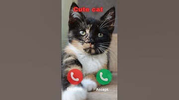 Cute cat #ringtone #nadaderingtelepon #smartphone #ringtones #music #bgm #cat #iphonerington