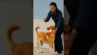 Best Way to Fix Your Dog’s Laziness Fast