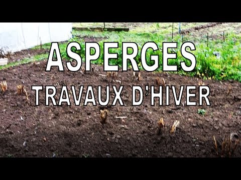 Vidéo: Asperges : Forçage Hivernal