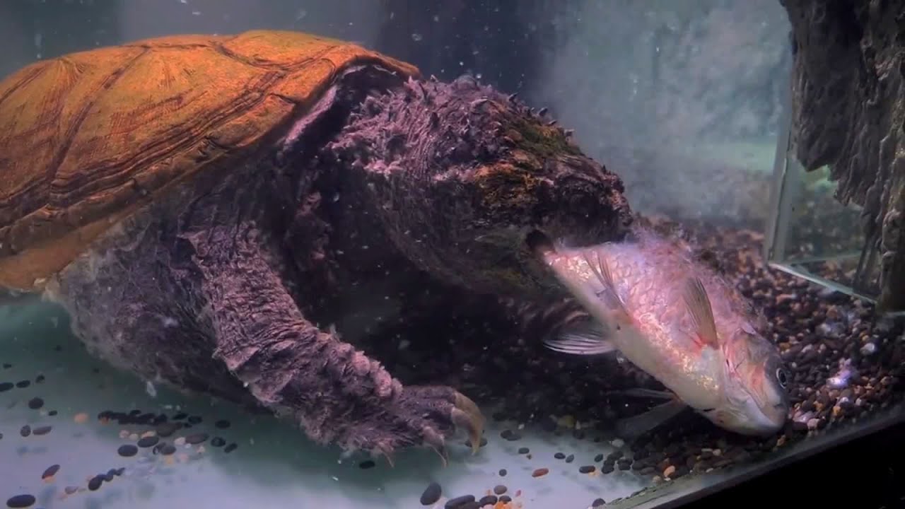 Snapping Turtle VS Big Fish丨WARNING Live feeding! - YouTube