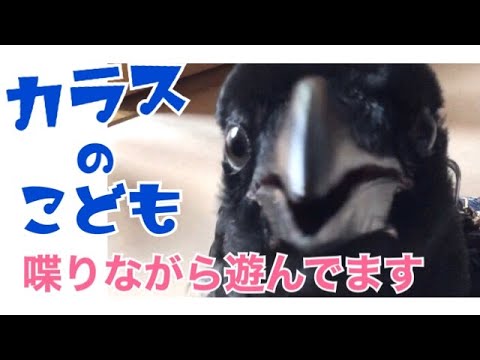 カラスの子供お喋りしながら遊んでます クッピがやっと歩けるようになったころ カラスのクッピ Crow S Kuppi Youtube カラスの子供お喋りしながら遊んでます クッピがやっと歩けるようになったころ カラスのクッピ Crow S Kuppi Youtube