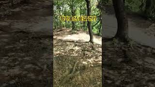 항가울산 숲길 걷기 #맨발걷기 #걷기전문가 #건강한중년 #혈액순환 #nature #우리동네건강왕 #건강루틴 #건강한하루 #체중감량 #대장건강 #60대건강
