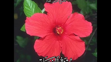 سورة الفلق | الشيخ فارس عباد،  استغفر الله العظيم واتوب اليه، حالات واتساب