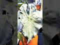Alocasia Pupura &amp; Venom #plants #houseplants #plantlover #indoorplants #alocasia #shortvideo #shorts