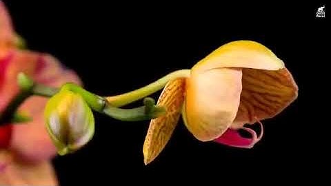 ما تيسر من سوره ص بصوت القارئ رعد الكردي