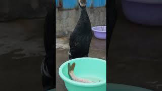 Great Cormorant Eats The Whole Fish Instantly #Fishing #Bird #Wildlife