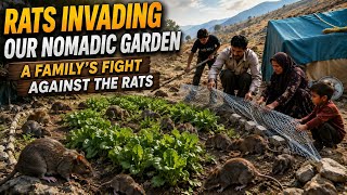 🐀 Rats Invading Our Nomadic Garden! 🌿 | A Family’s Fight to Protect Their Crops