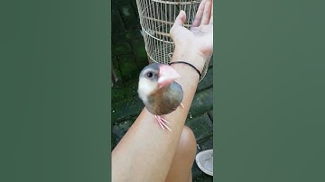 Thumbnail of Gelatik belong/java sparrow #burungjinak