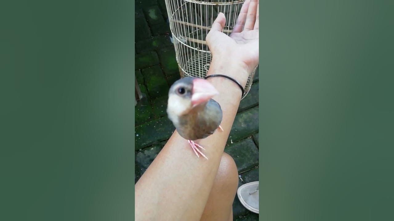 Gelatik belong/java sparrow #burungjinak