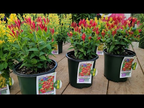 Video: Spigela Indian Pink - Aflați despre cultivarea plantelor roz indian