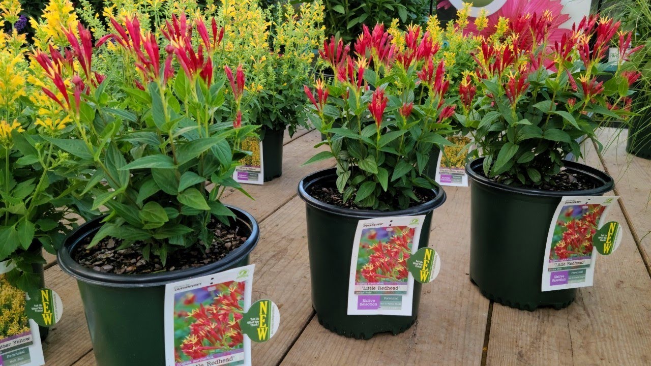 Spigelia 'Little Redhead' (Indian Pink) // SUPERIOR Form of an ⚡EXCITING NATIVE Perennial!