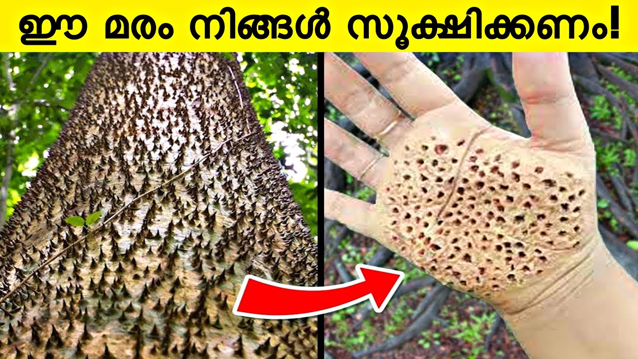 Most Dangerous Tree You Should Never Touch Razin Visuals YouTube Most Dangerous Tree You Should Never Touch Razin Visuals YouTube