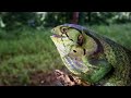World of the Wild | Episode 1: The Amazon Rainforest | /Free Documentary Nature