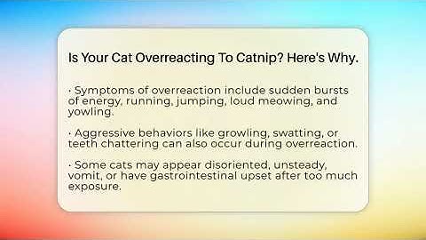 Is Your Cat Overreacting To Catnip? Here