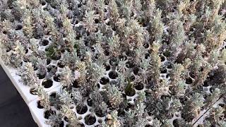 Planting Partnerships