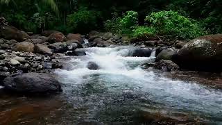 Gurgling water in the forest with white noise, mossy rocky, ASMR