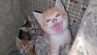 Kitten attacks me because she thinks I will hurt her siblings.