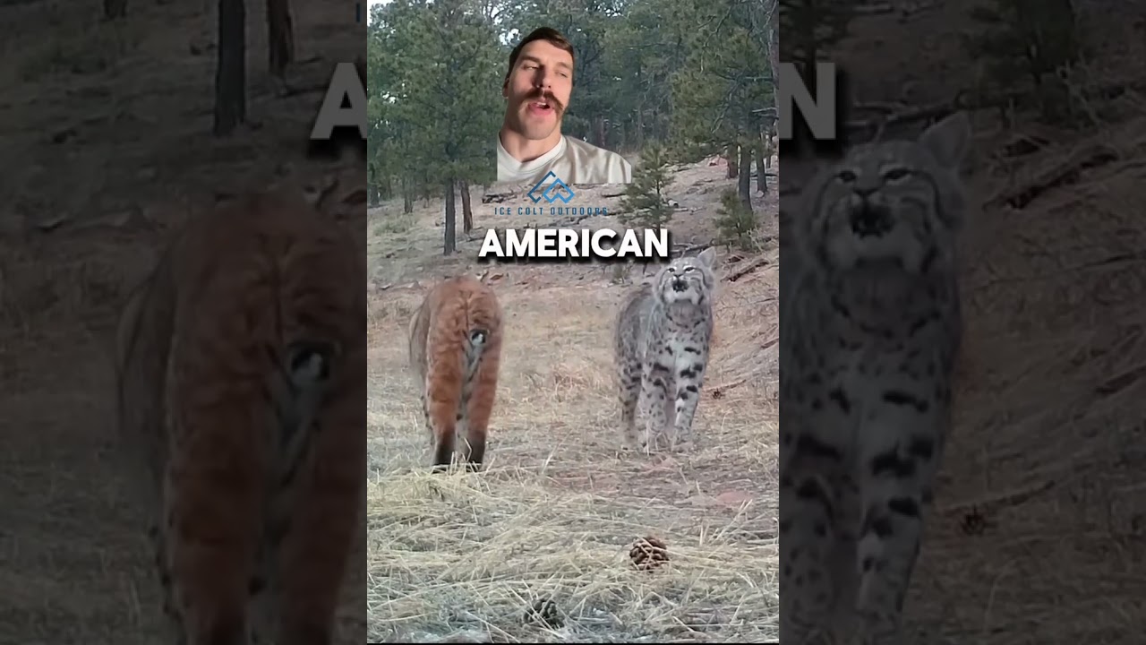 That is a haunting sound 