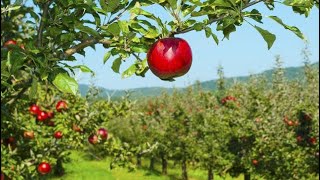 Farms Of London Pyo - Apples, Pears, Pumpkin And Corns