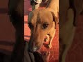#funny #cutedog #lifeisbutadream #tamilcomedy