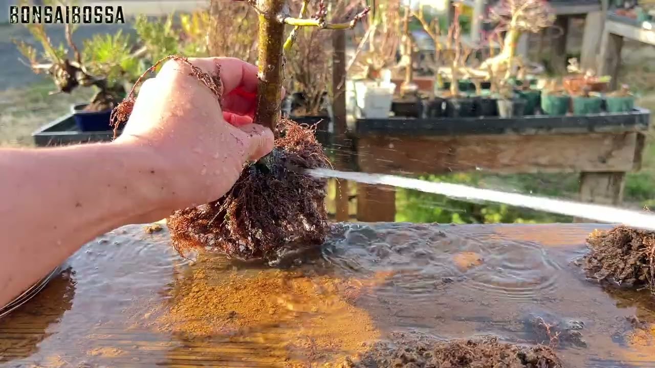 【YMJ】でかい山もみじを叩く #盆栽 #bonsai