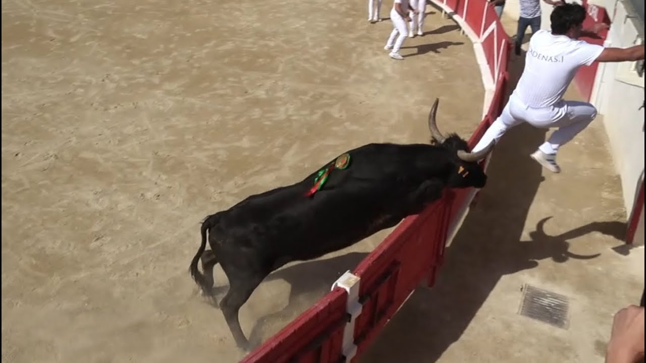 Courses camarguaises avec Joachim Cadenas : retour en action sur Sa saison 2025 (partie 1)