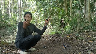 LANGSUNG POIN SEPASANG MURAI BATU HUTAN || SANGAT SERU MIKAT DI SINI by Wandi Pusam 18,018 views 2 years ago 10 minutes, 6 seconds