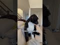 Diabetes alert dog saves the day