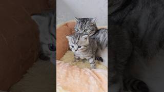 Счастливый котёнок, когда к нему пришёл папа кот #shorts #папакот #котенок