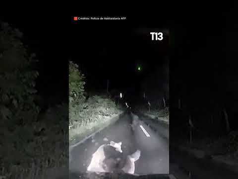 Oso choca contra vehículo en Japón