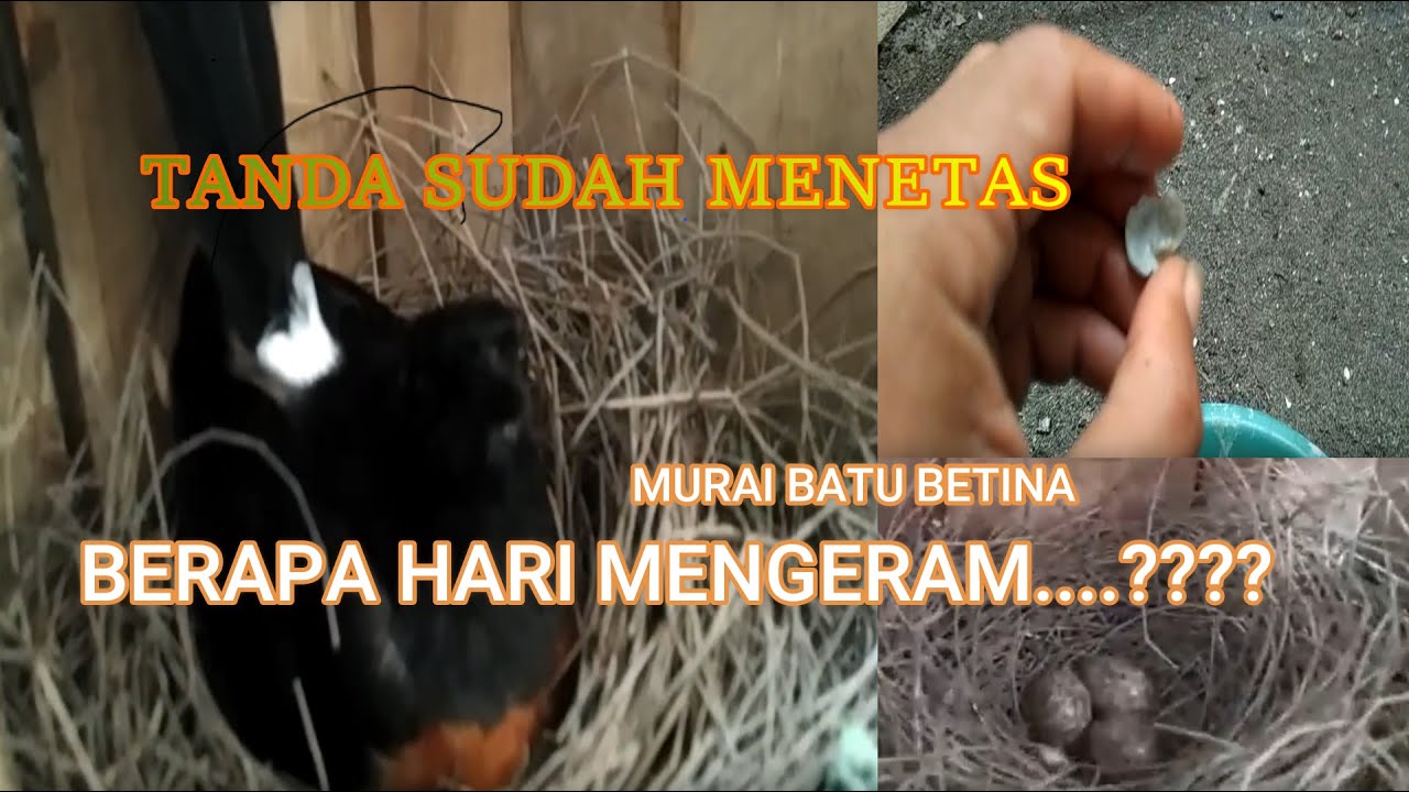 CIRI MURAI BATU SUDAH MENETAS.!! BERAPA HARI BETINA MENGERAMI TELUR...?? loloh induk