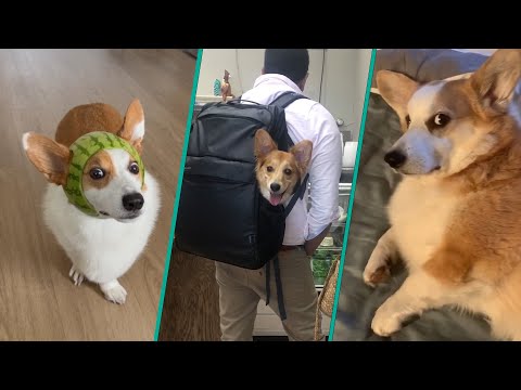 वीडियो: कुत्ते के इलाज के ट्रेंडी नई तरह कॉर्गिस जाओ पागल के लिए