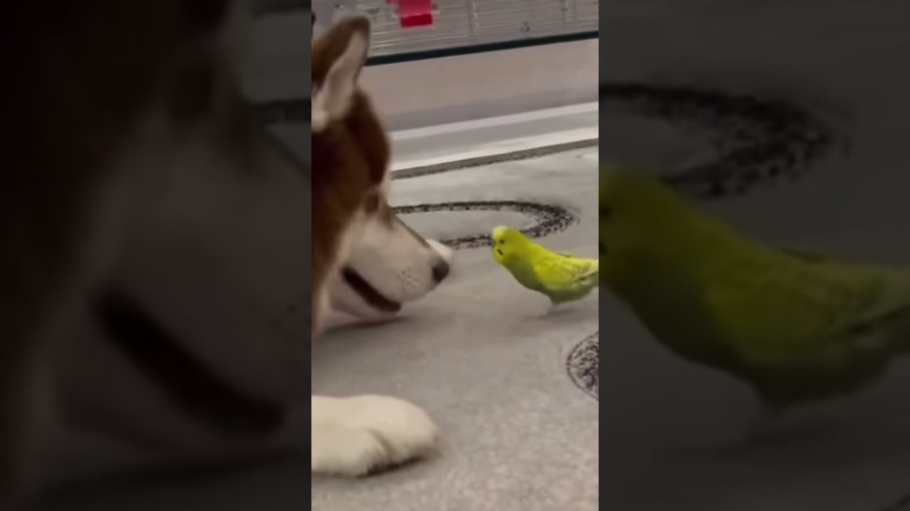 Husky meets parrot for the first time and ground rules are explored