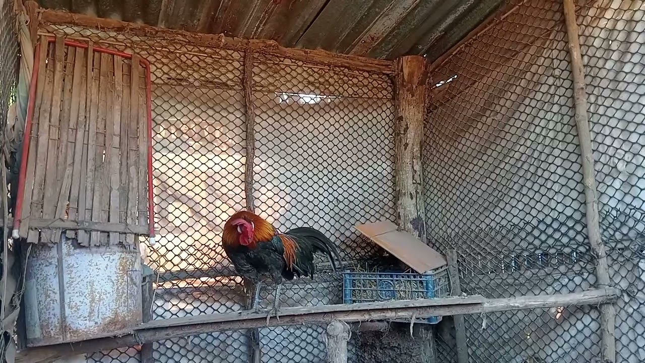 8 (1) muag lawm nawb . 2026