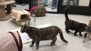 Move-in day at the Porter County Animal Shelter