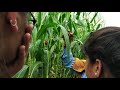 Pollination techniques in maize