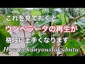 [ウンベラータ再生・予習]
