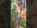 Arrancando  Cacahuate  Con Arado De Fierro en San Lucas Tlanichico Zaachila Oaxaca