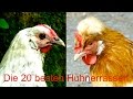 Die 20 besten Hühnerrassen für Selbstversorger - von Sulmtaler bis Lakenfelder - Hühner Zucht Film