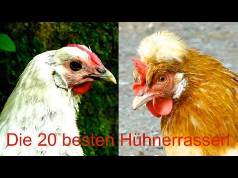 Die Besten Huhnerrassen Fur Selbstversorger Von Sulmtaler Bis Lakenfelder Huhner Zucht Film Youtube