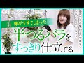 【つるバラ・誘引】半つるバラの仕立て
