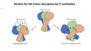 Anti-influenza antibody in hemagglutinin head domain interface